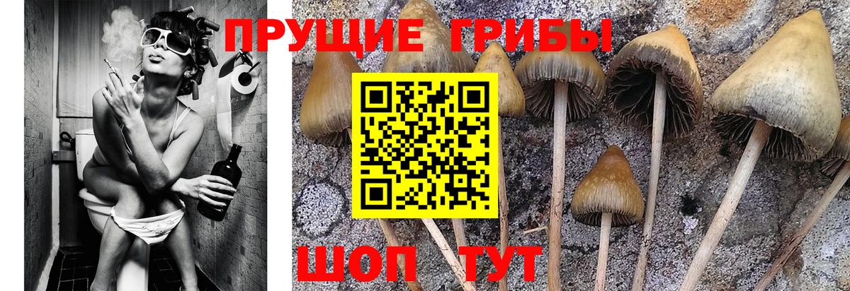 Сухой Лог  Галлюциногенные грибы Psilocybine cubensis  Вход с VPN 